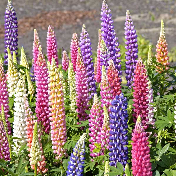 Lupin Dwarf Mixed Color - Flower Seeds Online At Plants N Planters