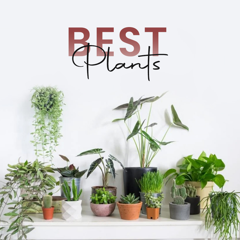 Buy Plants Online, Buy Natural Plants Online, Buy Plant Seeds